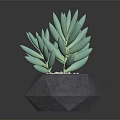 Green Succulent Plant in Geometric Gray Pot with Small Pebbles on Black Background