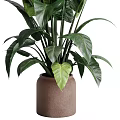 Garden Decor Featuring Lush Green Plants With Large Leaves In Ceramic Pots For Home Garden