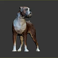 Boxer Dog 3D Model Brown And White Standing Pose On Gray Background With Reflection