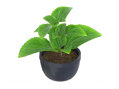 Mint Leaf Potted Mint Bonsai 3d model