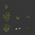 Various Green Trees With Different Shapes Including Weeping Willow And Pine On White Background