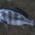 Detailed Black and Silver Striped Fish with Large Eyes and Sharp Teeth as Aquatic Animal