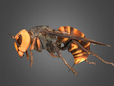 Wasp with black and orange stripes large compound eyes spread wings and detailed body 3d model