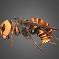 Wasp with black and orange stripes large compound eyes spread wings and detailed body