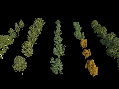 Arbor Varieties With Different Heights Green Yellow Foliage And Natural Arrangement 3d model