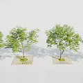 Row Of Square Tree Planters With Central Circular Pattern For Four Landscape Trees 3d model