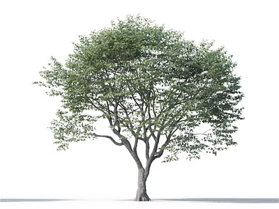 Lush Green Arbor With Thick Trunk And Dense Foliage In Natural Shape 3d model
