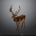 Majestic Brown Deer With Impressive Large Antlers Standing On Gray Background