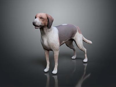 Realistic Brown and White Dog Standing Against Dark Background With Reflection 3d model
