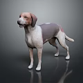 Realistic Brown and White Dog Standing Against Dark Background With Reflection