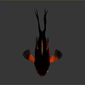 Vibrant Red Black Goldfish With Large Eyes Flowing Fins And Tail On Gray Background