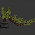 Bonsai Plant With Green Leaves And Brown Trunk In Gray Pot With Small Stones