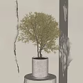 Bonsai Plant in Light Colored Pot on Cylindrical Pedestal Against Beige Wall with Shadow Effects