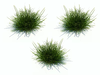 Three Lush Green Natural Grass Clumps With Slender Leaves On White Background 3d model