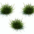 Three Lush Green Natural Grass Clumps With Slender Leaves On White Background