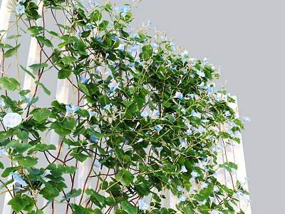 Lush Green Vines Climbing White Trellis With Blue Flowers And Green Leaves 3d model