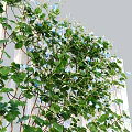 Lush Green Vines Climbing White Trellis With Blue Flowers And Green Leaves