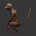 Squatting Monkey With Red Face Detailed Fur And Tail 3D Rendered On Gray Background