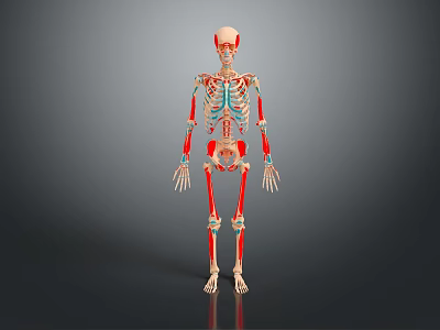 3D Anatomical Human Limbs Skeletal Structure Showing Arm and Leg Bones 3d model