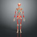 3D Anatomical Human Limbs Skeletal Structure Showing Arm and Leg Bones