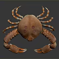 Orange Red Aquatic Crab With Shiny Claws And Segmented Legs On Gray Background