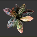 Vibrant Variegated Leaf Houseplant In Red Textured Pot On Gray Background