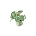 Potted Plant with Green Striped Round Leaves in White Ceramic Pot for Indoor Decoration