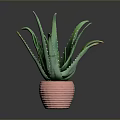 Aloe Vera Plant With Green Leaves And Yellow Edges In Pink Ribbed Pot Indoor Decor
