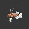 Vibrant Lionfish With Red Orange Stripes And Long Spiny Fins On Black Background