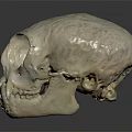Primate Skull With Natural Texture And Distinct Facial Features On Dark Background
