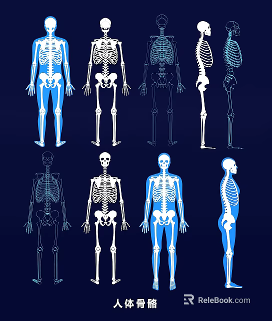 Human Skeleton Limb Bone Structure Shown In Multiple Postures And Views 3d model