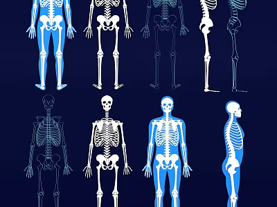 Human Skeleton Limb Bone Structure Shown In Multiple Postures And Views 3d model