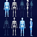 Human Skeleton Limb Bone Structure Shown In Multiple Postures And Views 3d model