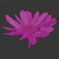 Pink Purple Daisy with Soft Petals Yellow Center Green Stem and Dark Background