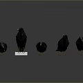Five Dark Birds Standing Different Positions With White Pedestal Gray Background 3d model