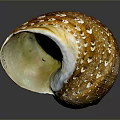 Natural Organ and Hair Like Features on Brown Spiral Snail Shell