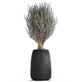 Elegant Bonsai Plants in Black Pots with Exposed Roots and Grayish Branches for Indoor Decor