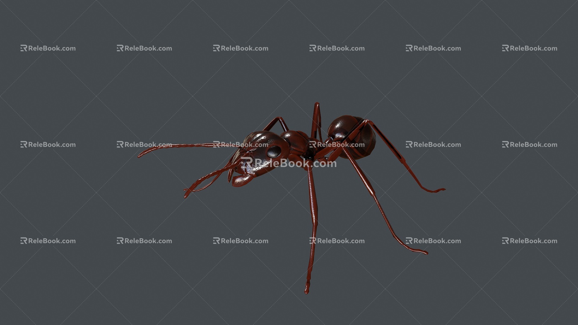 Ants, bugs, insects, reptiles 3d model