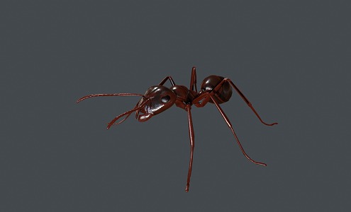 Ants, bugs, insects, reptiles 3d model