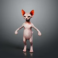 Adorable Sphynx Cat In Standing Pose With Pink Body And Orange Ears On Dark Background