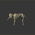 Modern Skeleton Animal Skeleton Elephant Skeleton Elephant Fossils 3d model