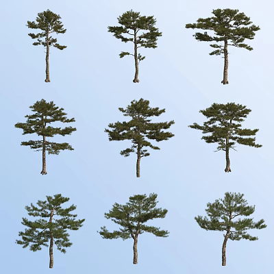 oil pine 3d model