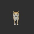 Other Cute Shiba Inu Dog Standing Isolated On Black Background