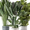 Various Indoor Houseplants With Large Green Leaves In Decorative Modern Pots
