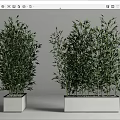 Lush Green Bamboo Plants in White Square Planters for Indoor Decoration