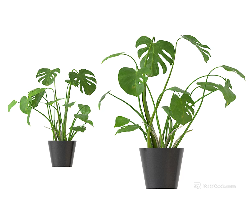 Small And Large Potted Monstera Plants With Lush Green Leaves In Black Pots 3d model 