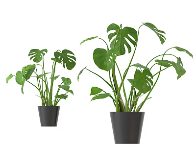 Small And Large Potted Monstera Plants With Lush Green Leaves In Black Pots 3d model