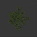 Tall Arbor With Lush Green Foliage And Strong Trunk In Natural Environment
