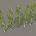 Five Tall Trees With White Trunks And Green Leaves Arranged In A Row