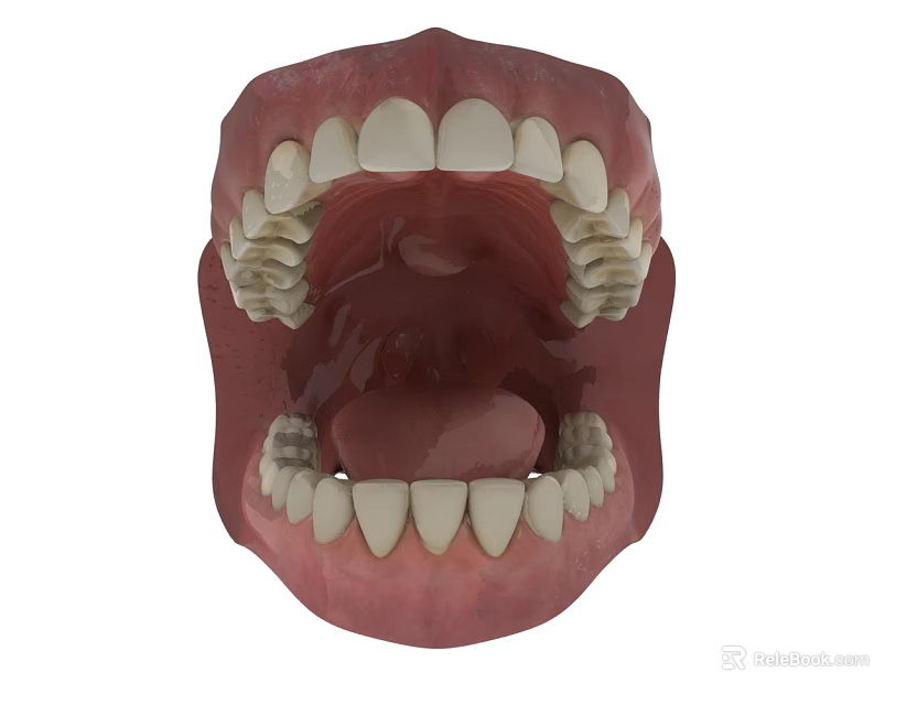 3D Oral Cavity Anatomical Model Showing Teeth Gums And Tongue Details 3d model 